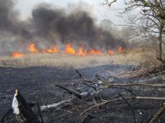 Égett az erdő Mór és Pusztavám között