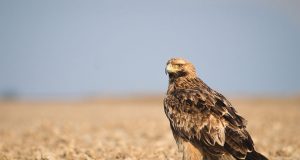Térségünk anno… – Parlagi sas újra a Vértesben