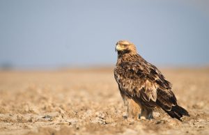 Térségünk anno… – Parlagi sas újra a Vértesben