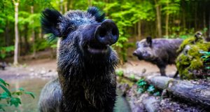 Erdőlátogatási korlátozás térségünkben