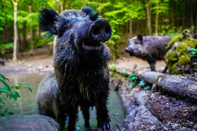 Erdőlátogatási korlátozás térségünkben