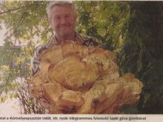 “Óriási gomba a Vértesből”