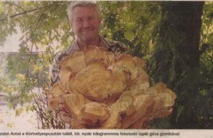 “Óriási gomba a Vértesből”