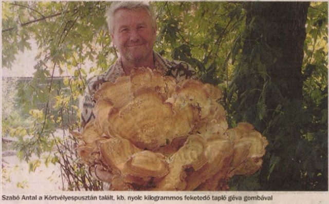 “Óriási gomba a Vértesből”