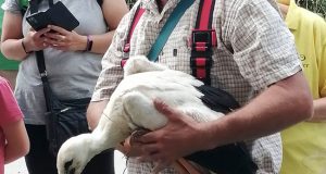 Gólyagyűrűzések a Vértesben