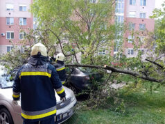 Autókra dőlt egy fa Székesfehérváron