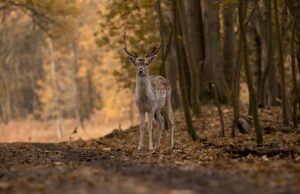 FIGYELEM! Részleges erdőlátogatási korlátozás a Vértesben