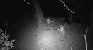 Orvhorgászokat fogtak a tatai Öreg-tónál