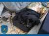 Kidobták őket a kuka mellé
