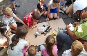 Gólyafiókákat gyűrűztek