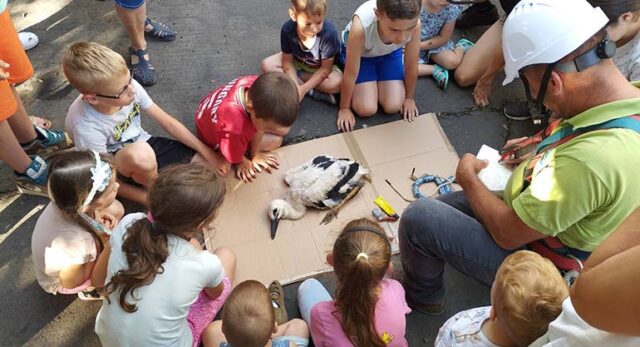 Gólyafiókákat gyűrűztek
